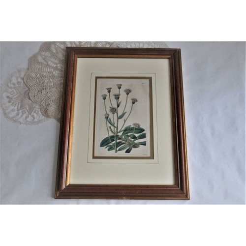 Antique Framed Botanical Engraving