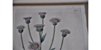 Authentique gravure de botanique ancienne