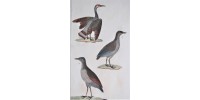 Gravure d’oiseaux ancienne colorée à la main Tav. 109