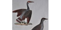 Antique original hand-colored bird etching 109