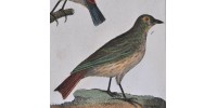 Gravure d’oiseaux ancienne colorée à la main
