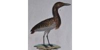 Antique original hand-colored bird engraved plate