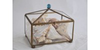 Shell Display in Pyramidal Souvenir Glass Box